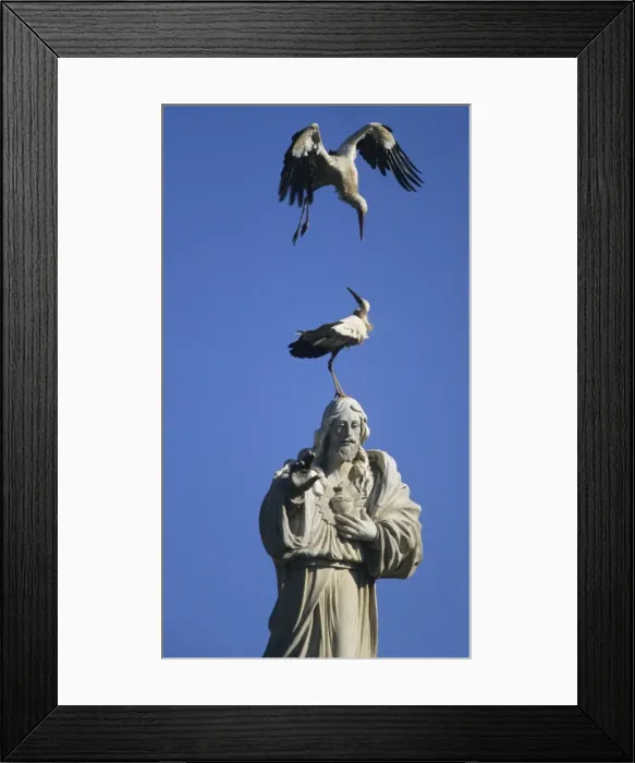 Framed Print : European White Stork - on statue of Jesus Spain Framed Print : European White Stork - on statue of Jesus Spain