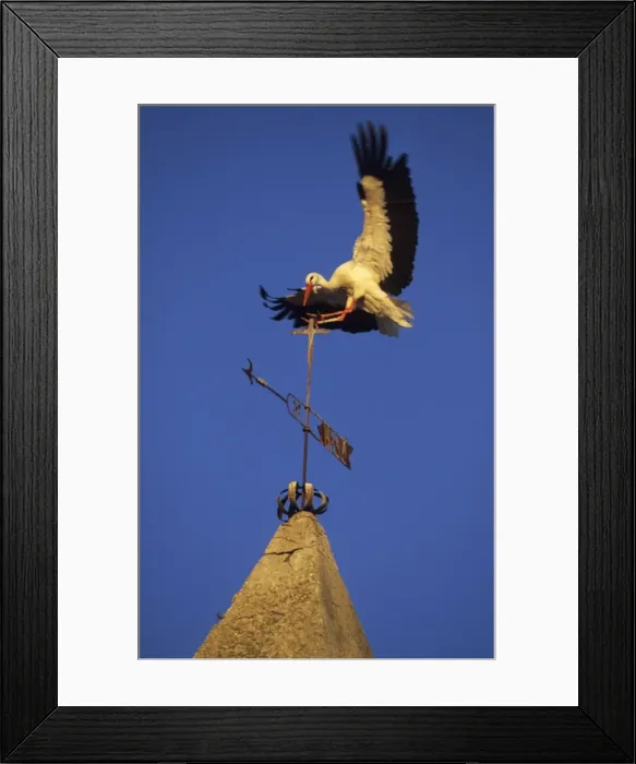 Framed Print : European White Stork - Landing on weather vane Spain Framed Print : European White Stork - Landing on weather vane Spain