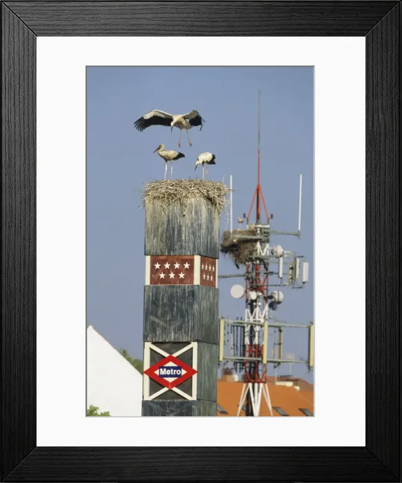 Framed Print : European White Stork - nest on Metro sign - Spain Framed Print : European White Stork - nest on Metro sign - Spain