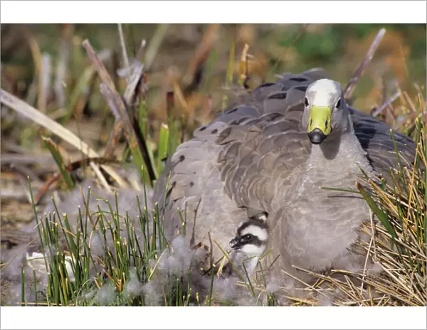 Cape Barren Geese - Family groups to flocks of 100 plus. Australia