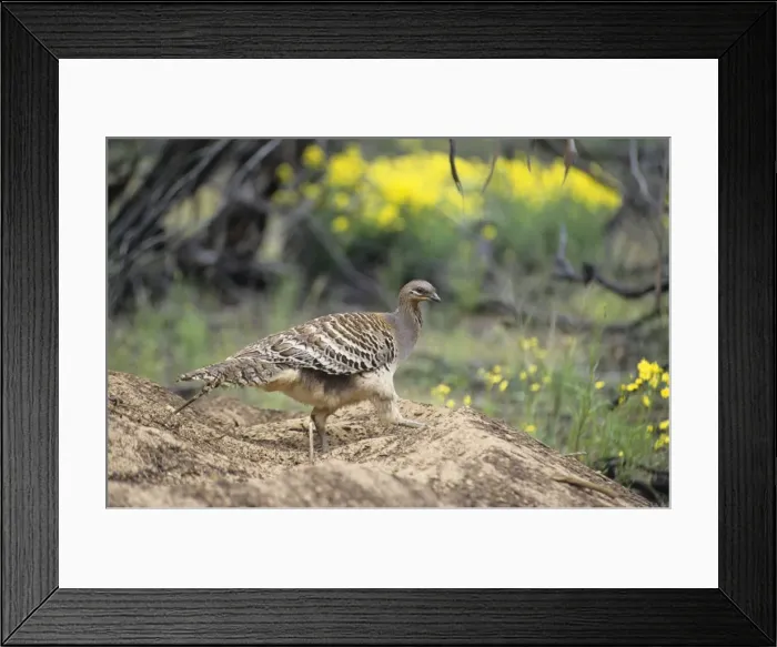Framed Print : Mallee Fowl Framed Print : Mallee Fowl