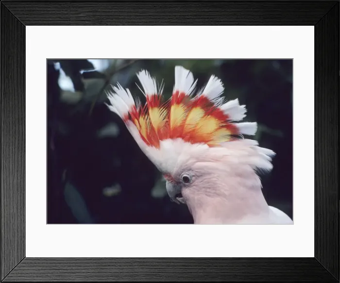 Framed Print : Pink Cockatoo - Upswept crest whitish when folded and when spread shows bands of scarlet and yellow Australia Framed Print : Pink Cockatoo - Upswept crest whitish when folded and when spread shows bands of scarlet and yellow Australia