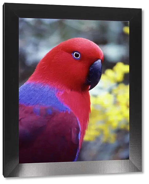 Eclectus Parrot - Female. Australia