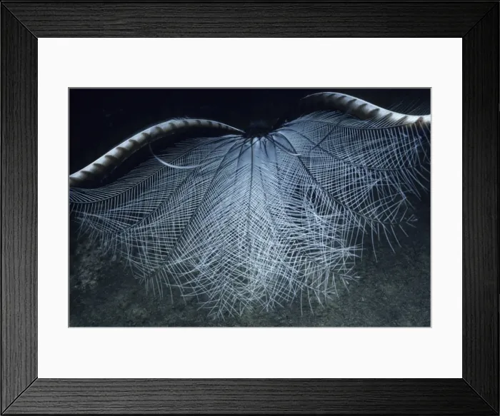 Framed Print : Superb Lyrebird - in courtship display, inverts tail over back and droops wings. Australia Framed Print : Superb Lyrebird - in courtship display, inverts tail over back and droops wings. Australia