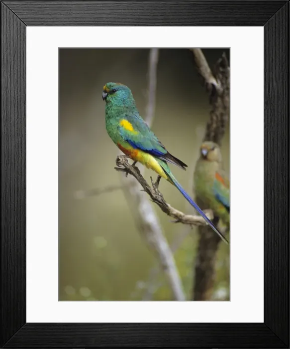 Framed Print : Mulga Parrot - Male. Usually lives close to water, in mallee-mulga and other inland scrubs. Australia Framed Print : Mulga Parrot - Male. Usually lives close to water, in mallee-mulga and other inland scrubs. Australia