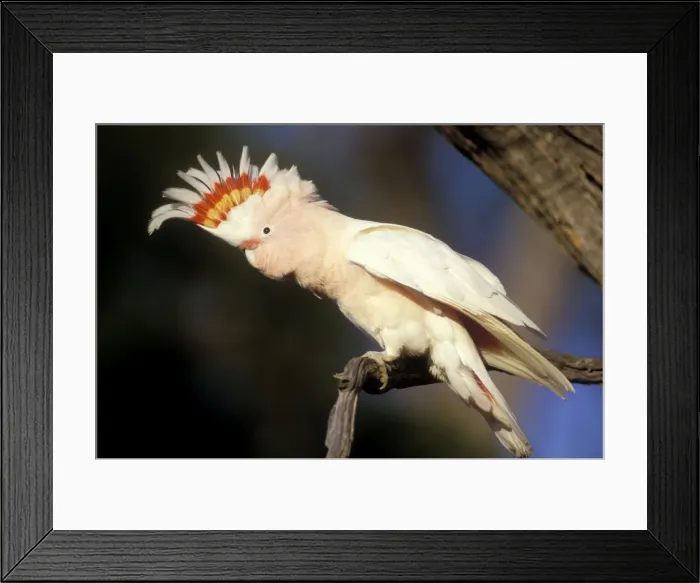Framed Print : Pink Cockatoo - Upswept crest whitish when folded and when spread shows bands of scarlet and yellow. Australia Framed Print : Pink Cockatoo - Upswept crest whitish when folded and when spread shows bands of scarlet and yellow. Australia