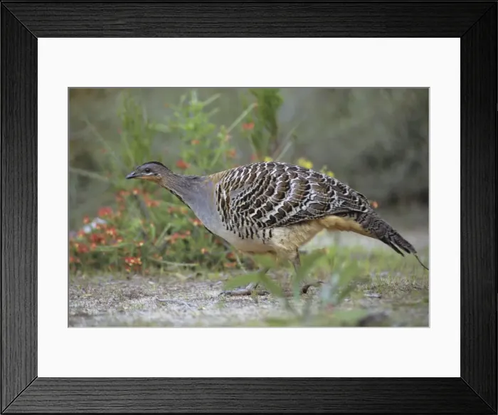 Framed Print : Mallee Fowl Framed Print : Mallee Fowl