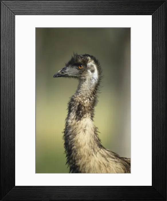 Framed Print : Emu - Head shot, Australia's largest bird. Australia Framed Print : Emu - Head shot, Australia's largest bird. Australia