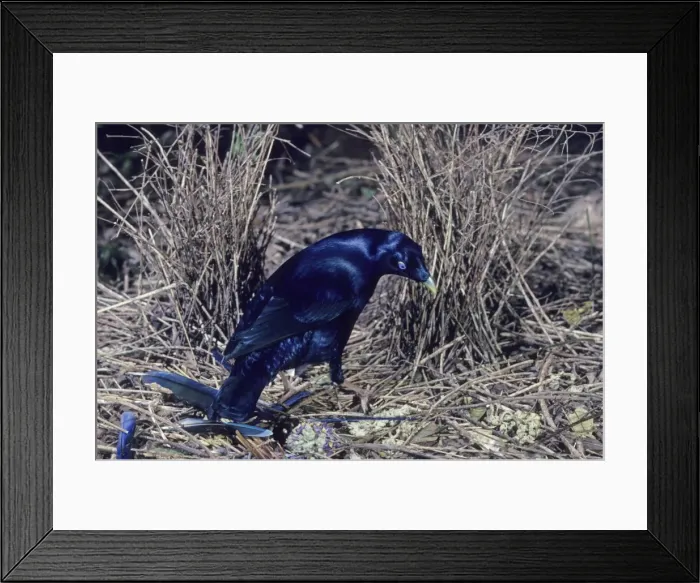 Framed Print : Satin Bowerbird - Male Australia Framed Print : Satin Bowerbird - Male Australia