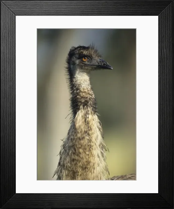 Framed Print : Emu - Head shot. Australia's largest bird. Australia Framed Print : Emu - Head shot. Australia's largest bird. Australia