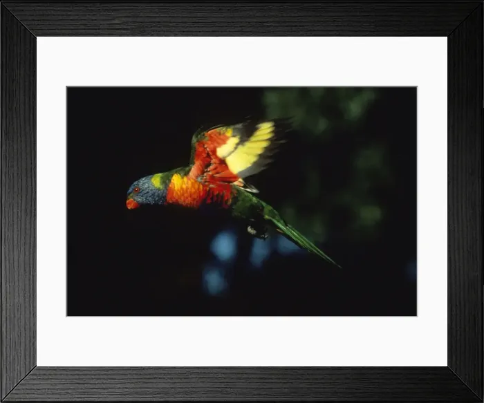 Framed Print : Rainbow Lorikeet - in flight Australia Framed Print : Rainbow Lorikeet - in flight Australia