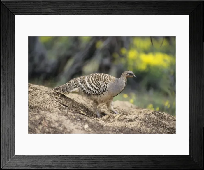Framed Print : Mallee Fowl Framed Print : Mallee Fowl