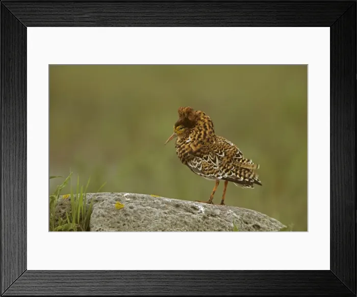 Framed Print : Ruff - Sweden - Male displaying on lek - Extremely sexually dimorphic - Breeds in Arctic and subarctic and south to termperate zones in Europe - Requires habitat with adjacent feeding-lekking Framed Print : Ruff - Sweden - Male displaying on lek - Extremely sexually dimorphic - Breeds in Arctic and subarctic and south to termperate zones in Europe - Requires habitat with adjacent feeding-lekking
