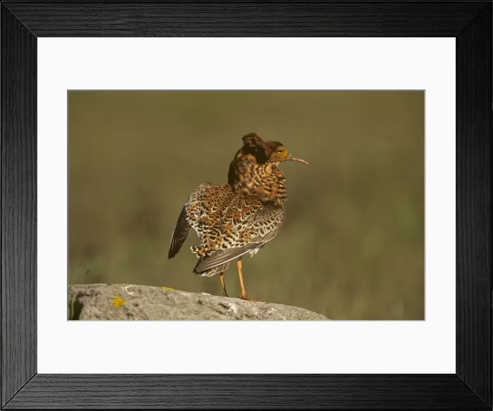 Framed Print : Ruff (Philomachus pugnax) - Sweden - Male displaying on lek - Extremely sexually dimorphic - Breeds in Arctic and subarctic and south to termperate zones in Europe - Requires habitat with adjacent feeding-lekking Framed Print : Ruff (Philomachus pugnax) - Sweden - Male displaying on lek - Extremely sexually dimorphic - Breeds in Arctic and subarctic and south to termperate zones in Europe - Requires habitat with adjacent feeding-lekking