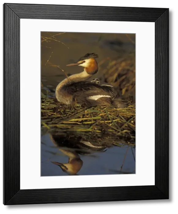 Framed Print : Great Crested Grebe - With young on back - Spain - Found in Europe, South Africa and Australia - Strictly aquatic and during breeding season usually occupy bodies of still fresh water - Mainly eats sizeable fish but also a wide range of insects Framed Print : Great Crested Grebe - With young on back - Spain - Found in Europe, South Africa and Australia - Strictly aquatic and during breeding season usually occupy bodies of still fresh water - Mainly eats sizeable fish but also a wide range of insects