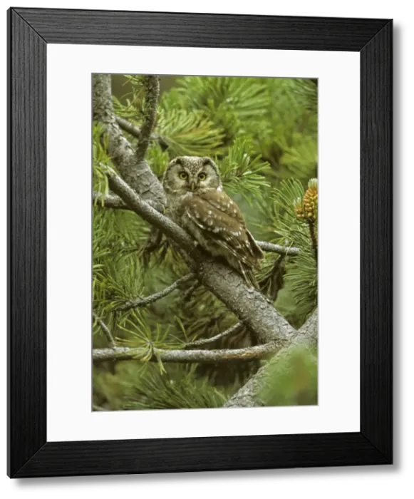 Framed Print : Boreal Owl - In tree - Spain - In Europe breeds in montane pine-pinnee-spruce and birch-old forest stands with beech and coniferous forest - In North America occurs in forest characterized by black and white spruce-aspen and poplar-birch Framed Print : Boreal Owl - In tree - Spain - In Europe breeds in montane pine-pinnee-spruce and birch-old forest stands with beech and coniferous forest - In North America occurs in forest characterized by black and white spruce-aspen and poplar-birch