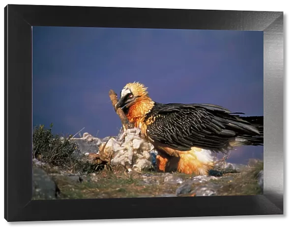 Bearded Vulture  /  Lammergeier - With carcass bone in beak - Spain - 10 foot maximum wing-span-Pyrenees- Only bone-eating specialist bird in the world - Found in Spain-France-Greece-Turkey-Italy-Africa - Rare