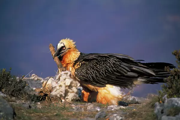 Bearded Vulture  /  Lammergeier - With carcass bone in beak - Spain - 10 foot maximum wing-span-Pyrenees- Only bone-eating specialist bird in the world - Found in Spain-France-Greece-Turkey-Italy-Africa - Rare