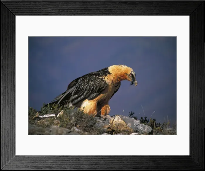 Framed Print : Bearded Vulture  /  Lammergeier - Feeding on carcass. Spain-France-Greece-Turkey-Italy-Africa - Rare and declining in many areas - Recently reintroduced in the Alps - Adults feed on the bones of carcusses which they will often drop on flat rocks