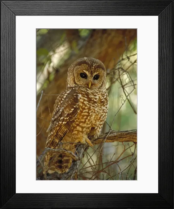 Framed Print : Mexican Spotted Owl - In tree. Arizona - Threatened species - Inhabits mature coniferous and mixed forest and wooded canyons - Involved in recent controversies between logging Framed Print : Mexican Spotted Owl - In tree. Arizona - Threatened species - Inhabits mature coniferous and mixed forest and wooded canyons - Involved in recent controversies between logging