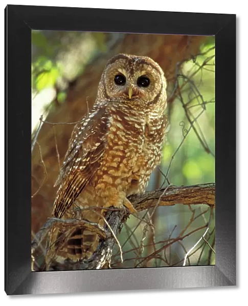 Mexican Spotted Owl - In tree - Arizona - Threatened species - Inhabits mature coniferous and mixed forest and wooded canyons - Involved in recent controversies between logging