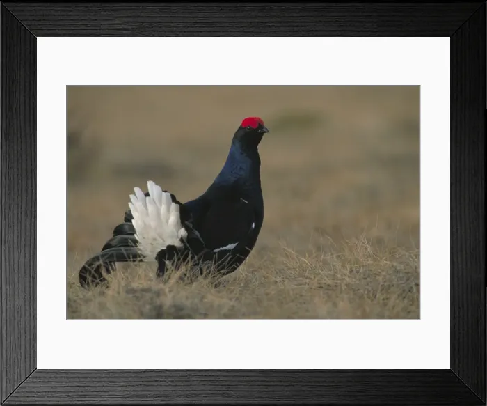 Framed Print : Black Grouse - Sweden - Male on lek - Eats seeds and buds as well as various berries and shoots - Prefers woodlands bordering clearings-bogs and fields - Seriously declining in Britain Framed Print : Black Grouse - Sweden - Male on lek - Eats seeds and buds as well as various berries and shoots - Prefers woodlands bordering clearings-bogs and fields - Seriously declining in Britain