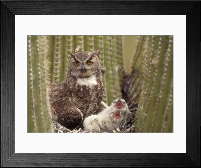 Framed Print : Great Horned Owl - Arizona - With young in nest in Saguaro Cactus - The Cat Owl - A really large owl with ear tufts or horns - Eats rodents-birds-reptiles-fish-large insects Framed Print : Great Horned Owl - Arizona - With young in nest in Saguaro Cactus - The Cat Owl - A really large owl with ear tufts or horns - Eats rodents-birds-reptiles-fish-large insects