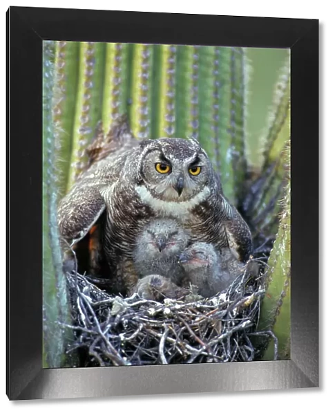 Great Horned Owl (Bubo virginianus) - Arizona - With young in nest in Saguaro Cactus - The 'Cat Owl' - A really large owl with ear tufts or 'horns' - Eats rodents-birds-reptiles-fish-large insects