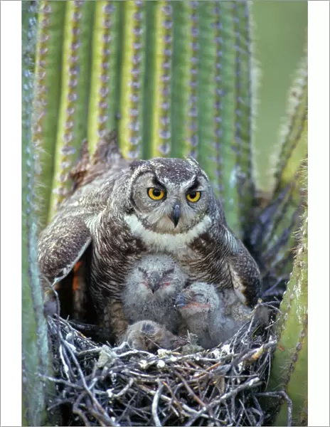 Great Horned Owl (Bubo virginianus) - Arizona - With young in nest in Saguaro Cactus - The 'Cat Owl' - A really large owl with ear tufts or 'horns' - Eats rodents-birds-reptiles-fish-large insects