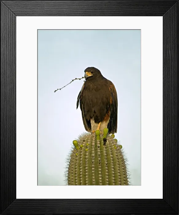 Framed Print : Harris Hawk - Arizona, USA - perched in saguaro cactus holding stick in beak -group hunters-raptor-desert dwellers Framed Print : Harris Hawk - Arizona, USA - perched in saguaro cactus holding stick in beak -group hunters-raptor-desert dwellers