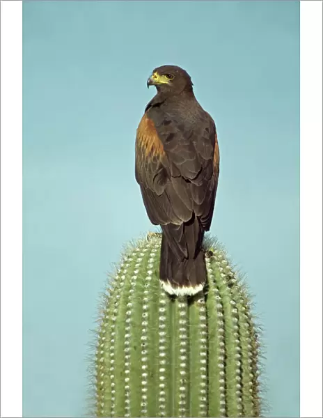 Harris Hawk (Parabuteo unicinctus)-Arizona, USA -Perched on saguaro cactus-group hunters-raptor-desert dwellers