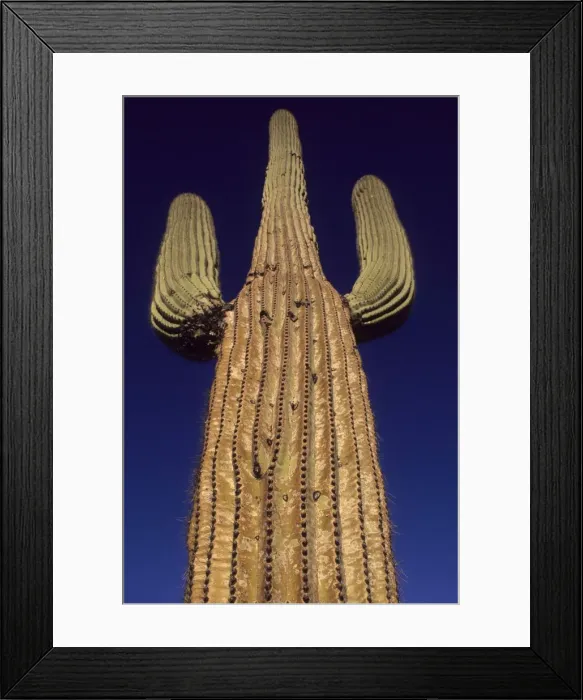 Framed Print : Saguaro Cactus - Sonoran Desert Arizona - Record height: 78 feet - Average mature height: 18 to 30 feet but often reach heights of 50 to 60 feet - Weigh about 80 pounds per foot - Grow their first arms at around 12 feet in height or forty to eighty Framed Print : Saguaro Cactus - Sonoran Desert Arizona - Record height: 78 feet - Average mature height: 18 to 30 feet but often reach heights of 50 to 60 feet - Weigh about 80 pounds per foot - Grow their first arms at around 12 feet in height or forty to eighty