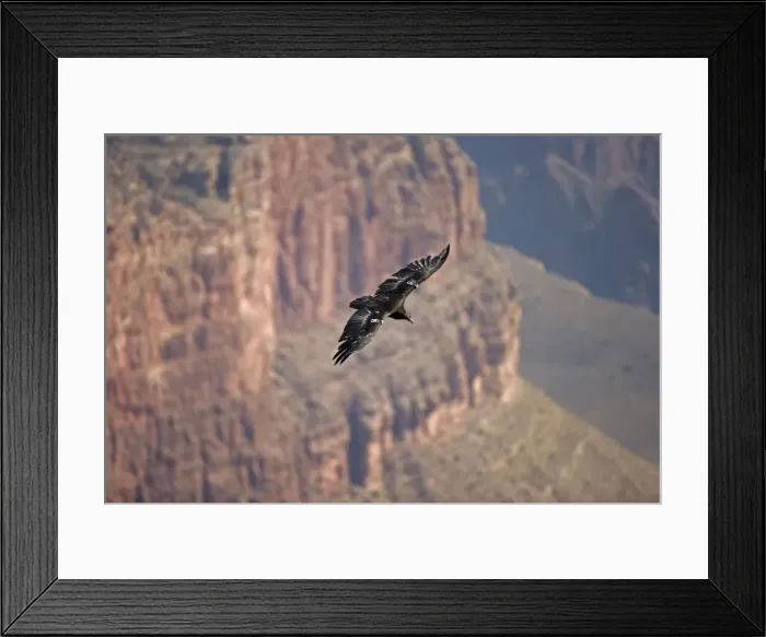 Framed Print : California Condor In flight over canyon - Arizona- Airborne - Endangered species-First reintroduced to Arizona in 1996 -Now breeding in the wild in the Grand Canyon-Vermillion cliffs area-Wing patches identify individuals-Feeds on freshly killed Framed Print : California Condor In flight over canyon - Arizona- Airborne - Endangered species-First reintroduced to Arizona in 1996 -Now breeding in the wild in the Grand Canyon-Vermillion cliffs area-Wing patches identify individuals-Feeds on freshly killed