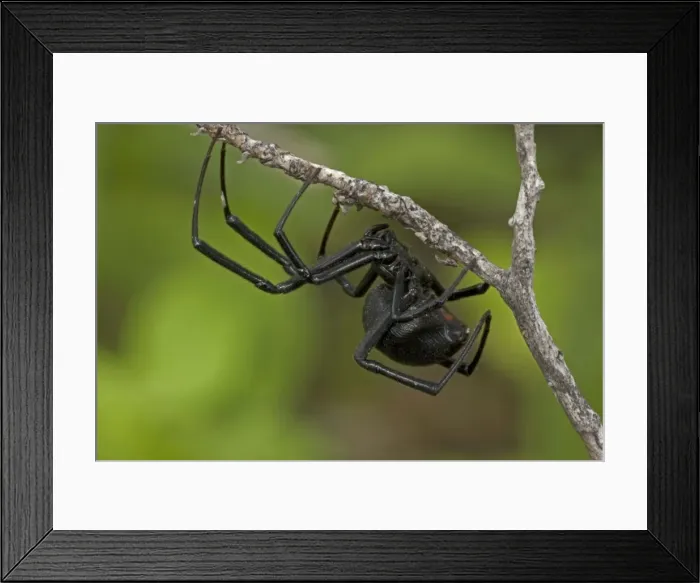 Framed Print : Black Widow Spider (Latrodectus hesperus) - Female - Arizona - Characterized by a a bright red-orange hourglass shape on the underside - Found throughout most of North America-more commonly in warmer climates - Common around man-made structures such Framed Print : Black Widow Spider (Latrodectus hesperus) - Female - Arizona - Characterized by a a bright red-orange hourglass shape on the underside - Found throughout most of North America-more commonly in warmer climates - Common around man-made structures such