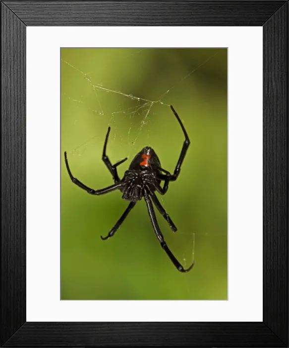 Framed Print : Black Widow Spider (Latrodectus hesperus) - Female - Arizona - Characterized by a a bright red-orange hourglass shape on the underside - Found throughout most of North America-more commonly in warmer climates - Common around man-made structures such Framed Print : Black Widow Spider (Latrodectus hesperus) - Female - Arizona - Characterized by a a bright red-orange hourglass shape on the underside - Found throughout most of North America-more commonly in warmer climates - Common around man-made structures such