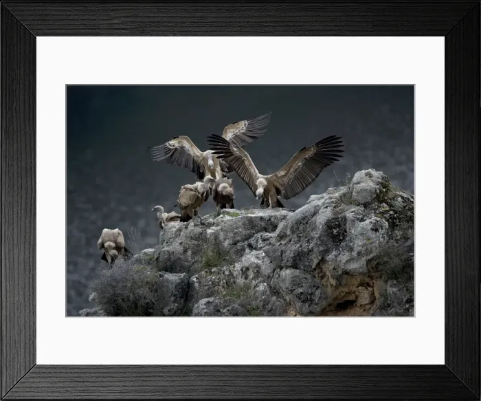 Framed Print : Griffon Vultures - Landing on rockmass. Spain - Lives in a wide range of habitats including mountains-plateaus-steppe and even semi-desert-with abrupt rocky areas such as crags and canyons for nesting Framed Print : Griffon Vultures - Landing on rockmass. Spain - Lives in a wide range of habitats including mountains-plateaus-steppe and even semi-desert-with abrupt rocky areas such as crags and canyons for nesting