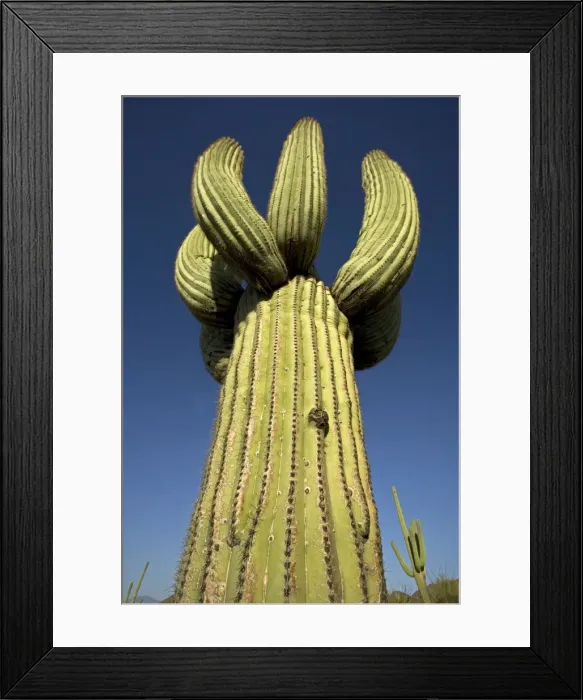 Framed Print : Saguaro Cactus (Carnegiea gigantea) - Cristate Form - Sonoran Desert - Arizona - Cristate form may be a genetic variant and occurs in about one in two hundred thousand individuals - Record height: 78 feet - Average mature height: 18 to 30 feet Framed Print : Saguaro Cactus (Carnegiea gigantea) - Cristate Form - Sonoran Desert - Arizona - Cristate form may be a genetic variant and occurs in about one in two hundred thousand individuals - Record height: 78 feet - Average mature height: 18 to 30 feet
