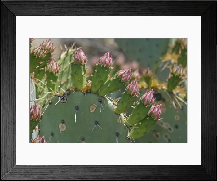 Framed Print : Prickly Pear Cactus Flower Buds in Sonoran Desert - Arizona - Close-up showing spines Framed Print : Prickly Pear Cactus Flower Buds in Sonoran Desert - Arizona - Close-up showing spines