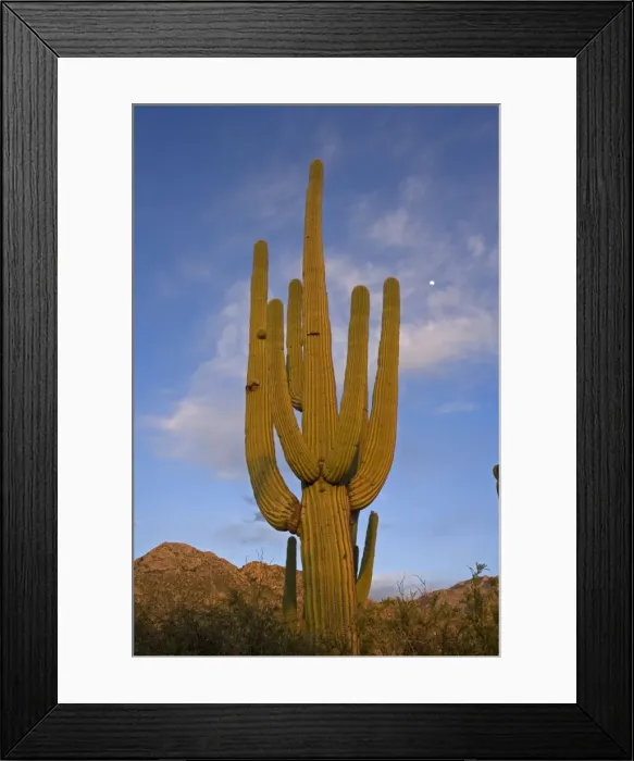 Framed Print : Saguaro Cactus (Carnegiea gigantea) - Sonoran Desert - Arizona - Record height: 78 feet - Average mature height: 18 to 30 feet, but often reach heights of 50 to 60 feet - Weighs about 80 pounds per foot - Grows their first arms at around 12 feet in Framed Print : Saguaro Cactus (Carnegiea gigantea) - Sonoran Desert - Arizona - Record height: 78 feet - Average mature height: 18 to 30 feet, but often reach heights of 50 to 60 feet - Weighs about 80 pounds per foot - Grows their first arms at around 12 feet in