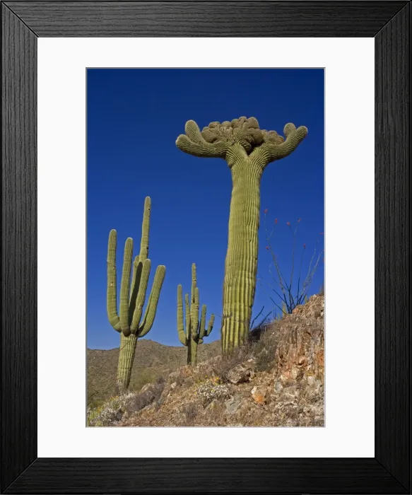 Framed Print : Saguaro Cactus (Carnegiea gigantea) - Cristate Form - Sonoran Desert - Arizona - Cristate form may be a genetic variant and occurs in about one in two hundred thousand individuals - Record height: 78 feet - Average mature height: 18 to 30 feet Framed Print : Saguaro Cactus (Carnegiea gigantea) - Cristate Form - Sonoran Desert - Arizona - Cristate form may be a genetic variant and occurs in about one in two hundred thousand individuals - Record height: 78 feet - Average mature height: 18 to 30 feet