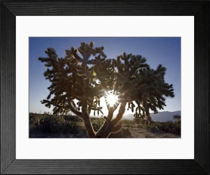 Framed Print : Cholla Cactus - Sonoran Desert - Arizona, USA Framed Print : Cholla Cactus - Sonoran Desert - Arizona, USA
