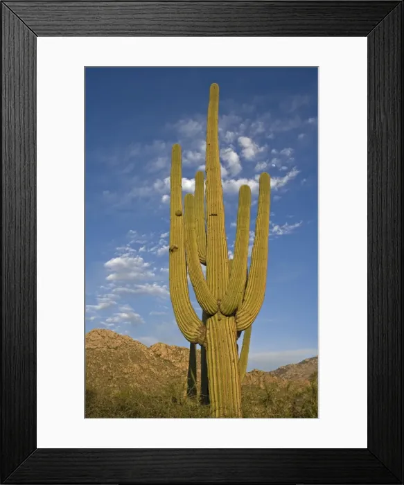 Framed Print : Saguaro Cactus (Carnegiea gigantea) - Sonoran Desert - Arizona - Record height: 78 feet - Average mature height: 18 to 30 feet, but often reach heights of 50 to 60 feet - Weighs about 80 pounds per foot - Grows their first arms at around 12 feet in Framed Print : Saguaro Cactus (Carnegiea gigantea) - Sonoran Desert - Arizona - Record height: 78 feet - Average mature height: 18 to 30 feet, but often reach heights of 50 to 60 feet - Weighs about 80 pounds per foot - Grows their first arms at around 12 feet in