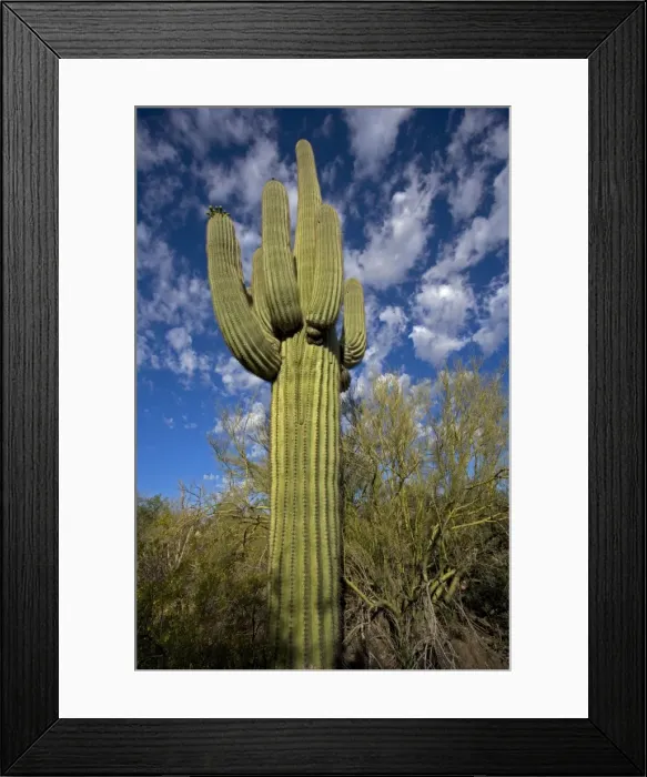 Framed Print : Saguaro Cactus (Carnegiea gigantea) - Sonoran Desert - Arizona - Record height: 78 feet - Average mature height: 18 to 30 feet, but often reach heights of 50 to 60 feet - Weighs about 80 pounds per foot - Grows their first arms at around 12 feet in Framed Print : Saguaro Cactus (Carnegiea gigantea) - Sonoran Desert - Arizona - Record height: 78 feet - Average mature height: 18 to 30 feet, but often reach heights of 50 to 60 feet - Weighs about 80 pounds per foot - Grows their first arms at around 12 feet in