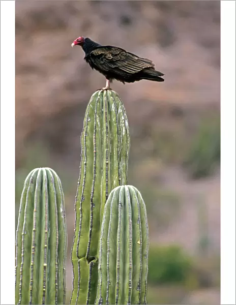 Turkey Vulture on Cardon Cactus - Mexico -Range is southern United States and south into Mexico and is expanding northward in the eastern U. S. - Common in dry open country-woodland-farmlands - Adult has a red head
