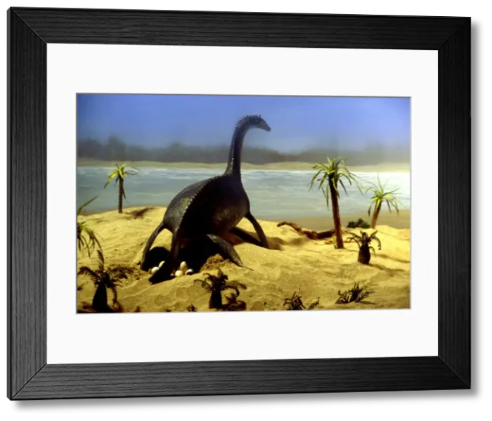 Framed Print : Prehistoric Reconstruction - Plesiosaur laying eggs, C. Oxoniensis. Late Jurassic Framed Print : Prehistoric Reconstruction - Plesiosaur laying eggs, C. Oxoniensis. Late Jurassic