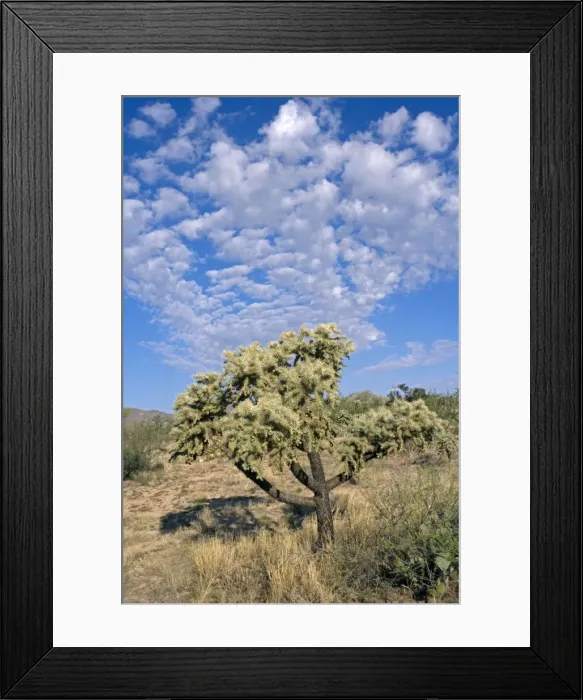 Framed Print : Cholla Cactus (Opuntia spp. ) - Sonoran Desert - Arizona - USA - Most likely chainfruit cholla - Opuntia fulgida Framed Print : Cholla Cactus (Opuntia spp. ) - Sonoran Desert - Arizona - USA - Most likely chainfruit cholla - Opuntia fulgida
