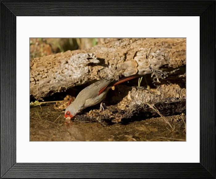 Framed Print : Pyrrhuloxia - male - Drinking from pond - Rose-colored breast and crest suggest a Cardinal but the gray back and yellow bill set it apart - Range is southwest U. S. to central Mexico - Habitat is mesquite-thorn scrub and deserts. Arizona