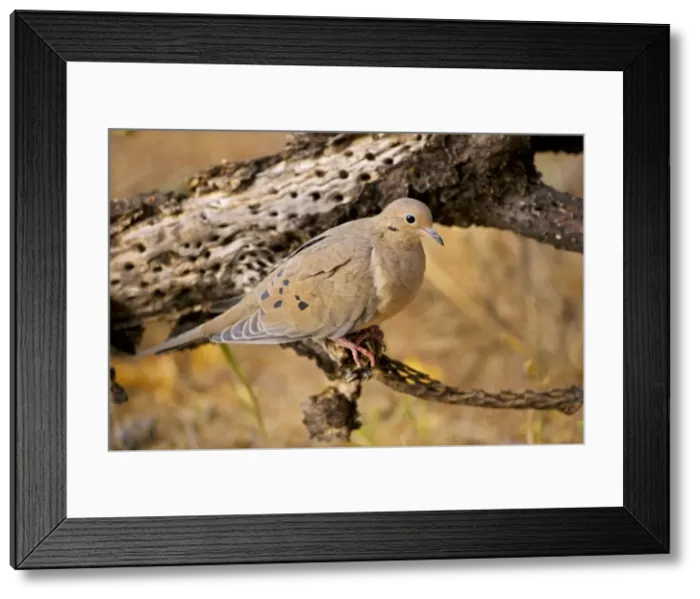 Framed Print : Mourning Dove - perched - the common wild dove - Eats seed-waste grain - fruits-insects - Plump fast-flying birds with small heads and low-cooing voices - Nods their heads as they walk Framed Print : Mourning Dove - perched - the common wild dove - Eats seed-waste grain - fruits-insects - Plump fast-flying birds with small heads and low-cooing voices - Nods their heads as they walk