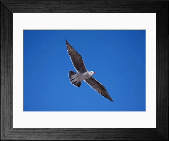 Framed Print : Heermann's Gull - Adult - Soaring - Sonora Mexico Framed Print : Heermann's Gull - Adult - Soaring - Sonora Mexico