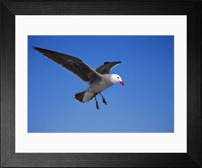Framed Print : Heermann's Gull - adult - Taking off Mexico Framed Print : Heermann's Gull - adult - Taking off Mexico